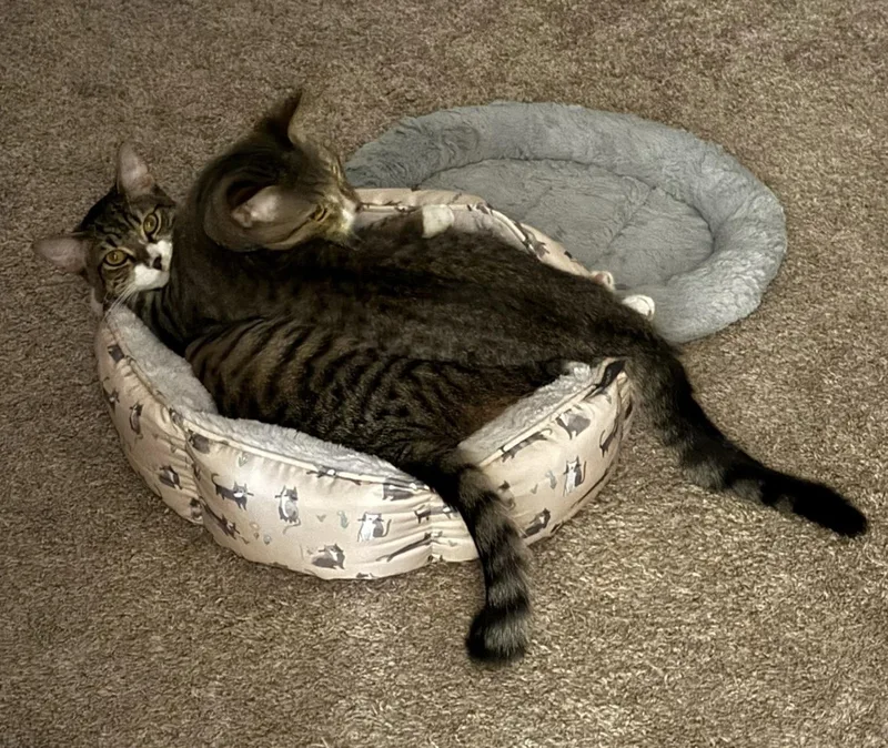 Roxie And Meiran thumbnail 6