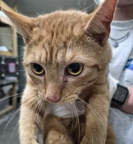 A young medium-sized male Domestic Short Hair cat named Crush for adoption in Pensacola, FL