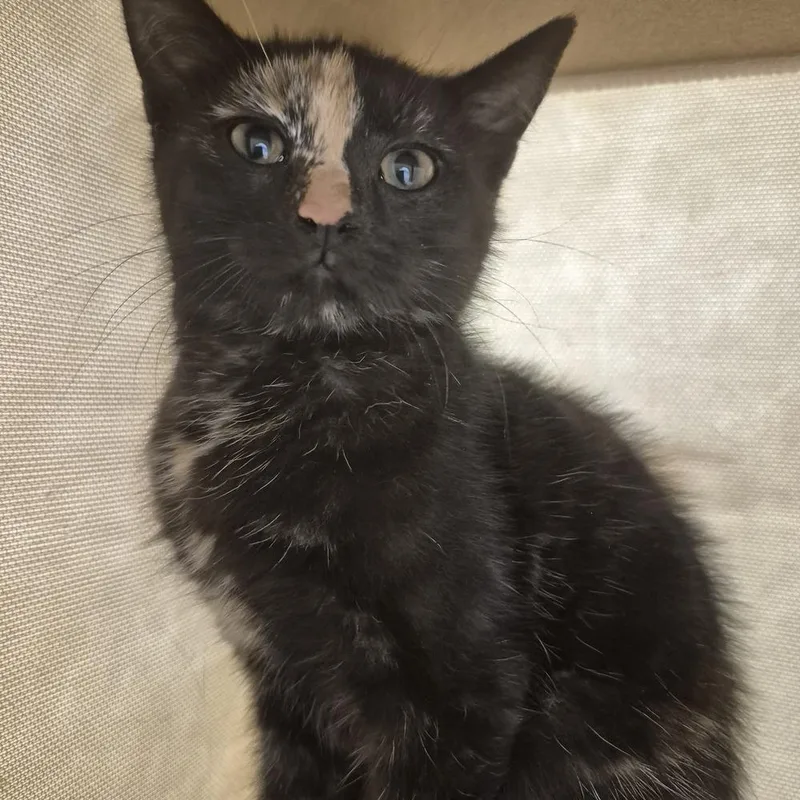 A baby small-sized female Tortoiseshell Domestic Short Hair cat named Olive for adoption in South Bend, IN