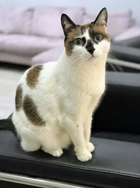 A senior medium-sized female Seal Point Domestic Short Hair cat named Miss Lizzie for adoption in San Francisco, CA