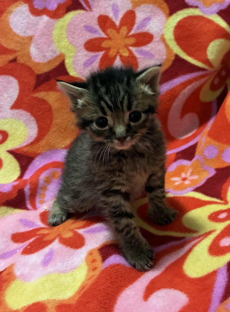 A baby medium-sized female Tabby (Brown / Chocolate) Domestic Short Hair cat named Uhoh for adoption in Fruit Heights, UT