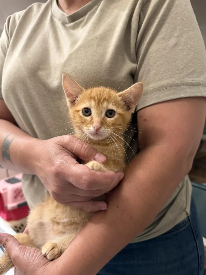 A young medium-sized male Orange / Red Domestic Short Hair cat named Fender Bender for adoption in Camden, SC