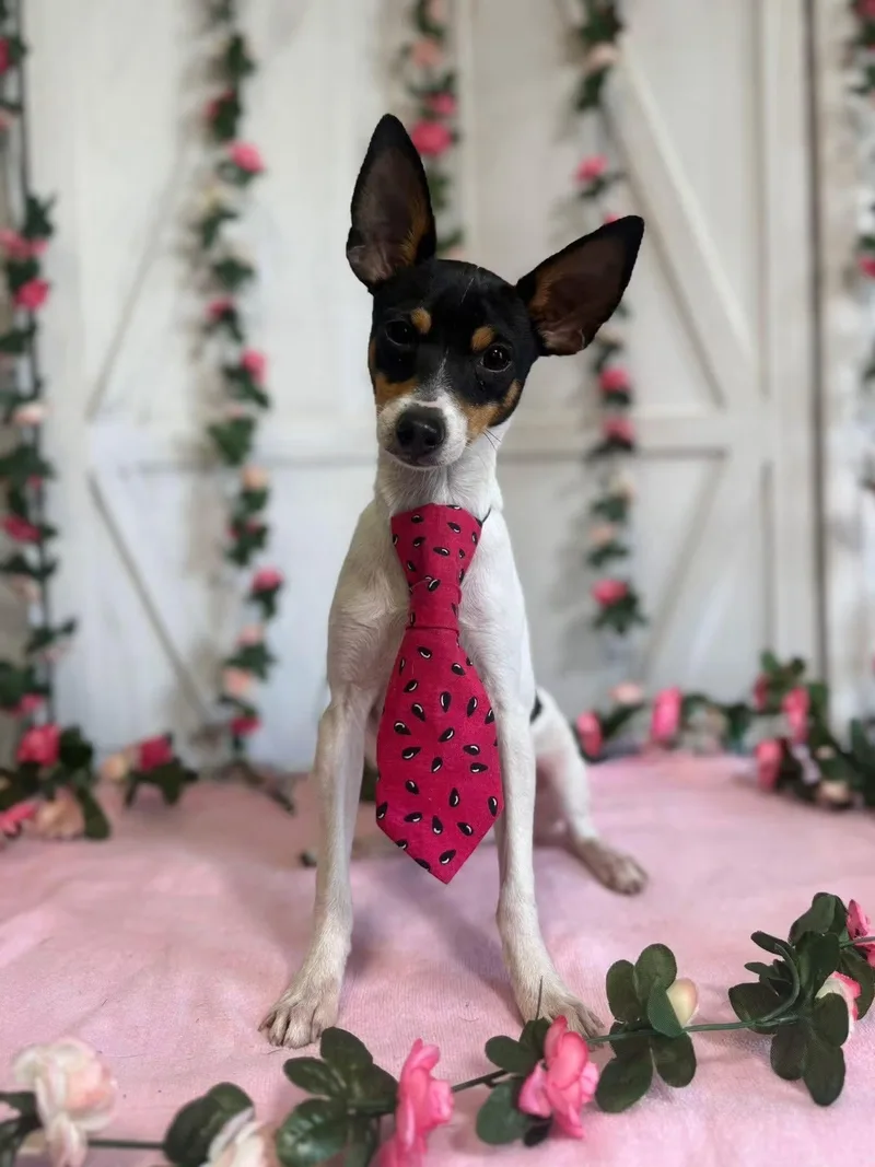 A baby small-sized male Fox Terrier dog named Ringo for adoption in New Stanton, PA