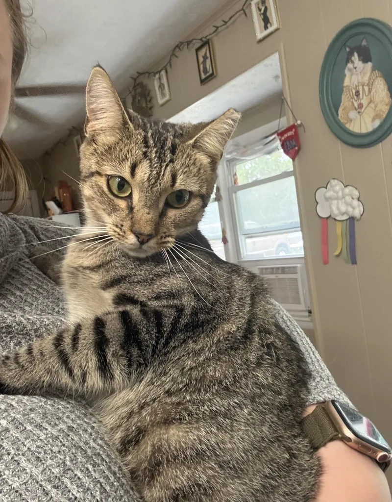 A young medium-sized female Tabby (Brown / Chocolate) Domestic Short Hair cat named Clover for adoption in Hope Mills, NC