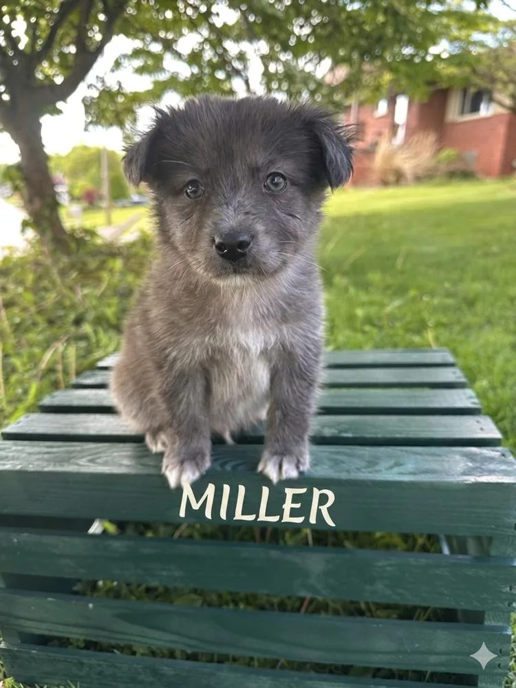 A baby medium-sized male Gray / Blue / Silver Australian Shepherd dog named Miller for adoption in Irwin, PA
