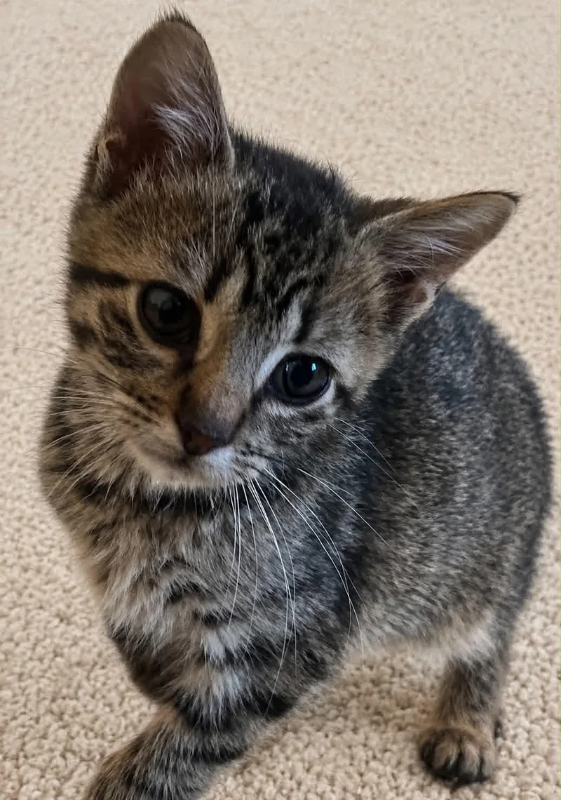 A baby small-sized female Tabby cat named Ethel C Bell for adoption in Saunderstown, RI