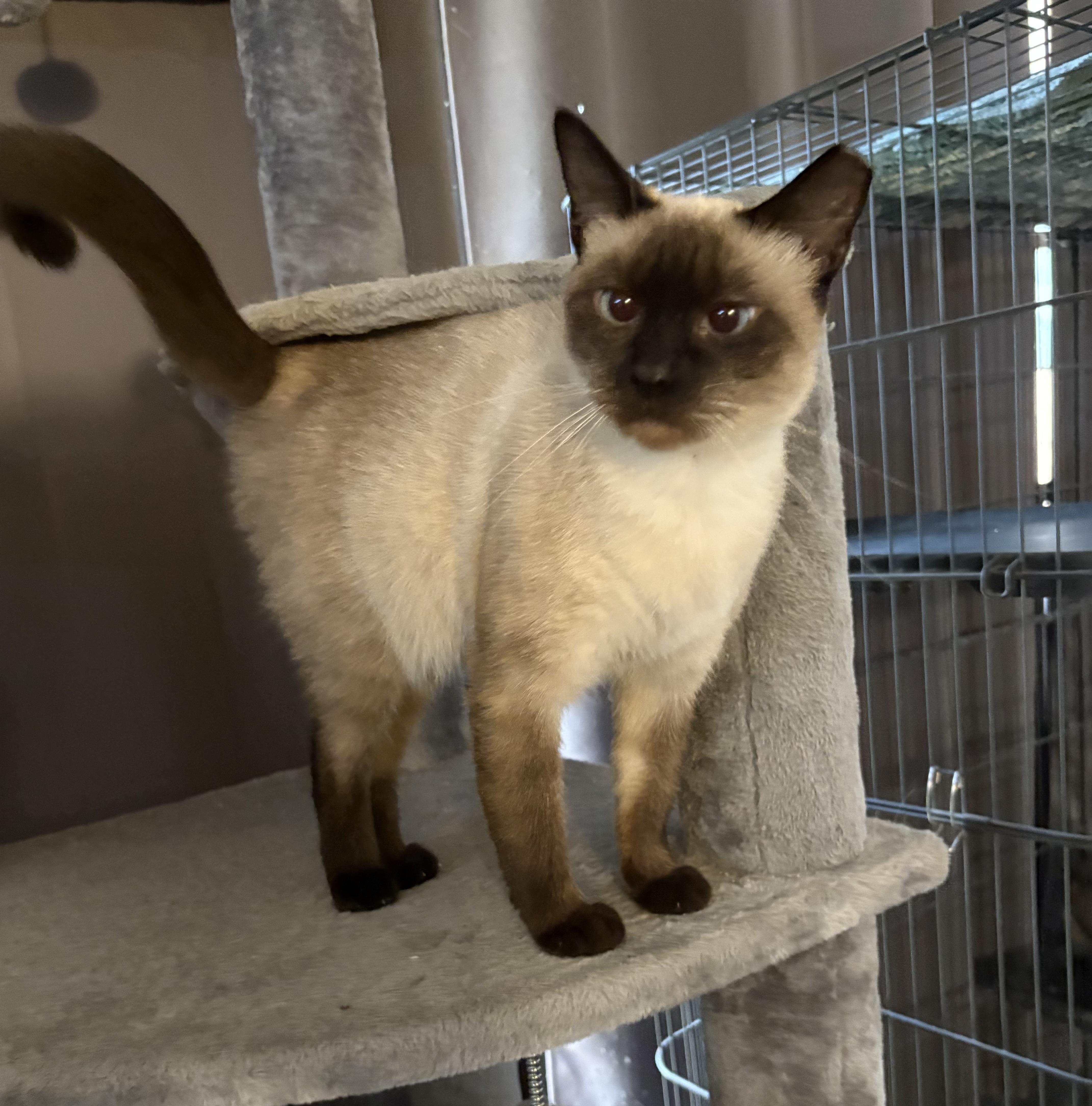 A senior medium-sized female Siamese cat named Opal for adoption in Brooksville, FL