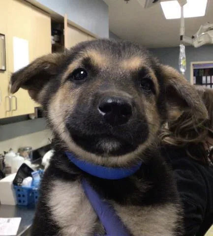 A baby small-sized male German Shepherd Dog dog named Smoosh for adoption in Riverside, CA