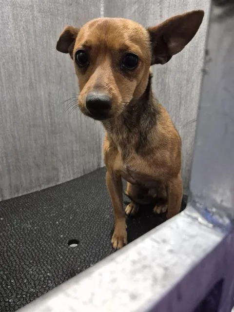 A young medium-sized male Chihuahua dog named Chico for adoption in San Antonio, TX