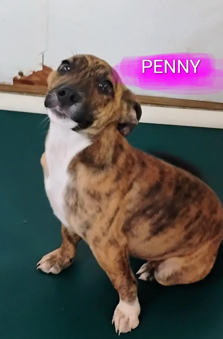 A baby medium-sized female Tricolor (Brown, Black, & White) Catahoula Leopard Dog dog named Penny for adoption in Saint Jo, TX