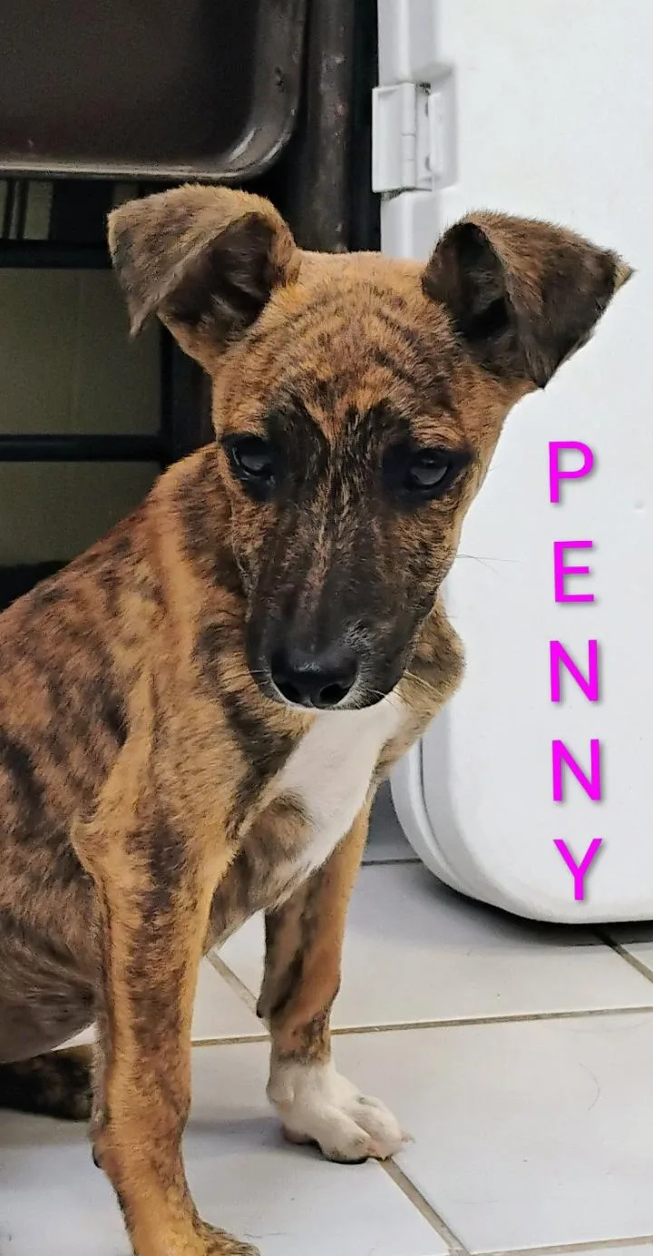 Penny thumbnail 2