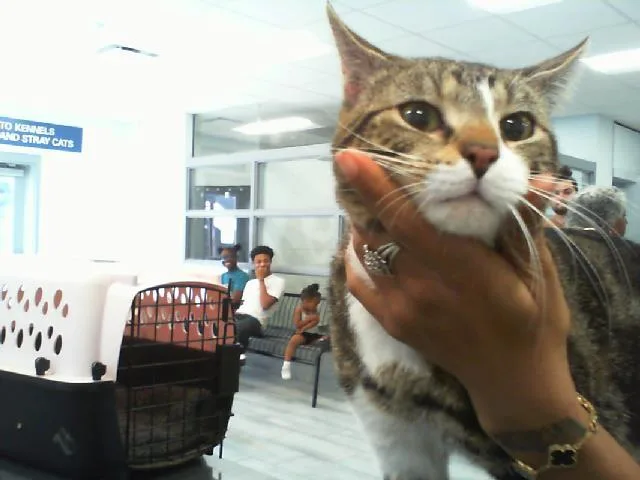 A young medium-sized male Domestic Short Hair cat named Sasuke for adoption in Charlotte, NC