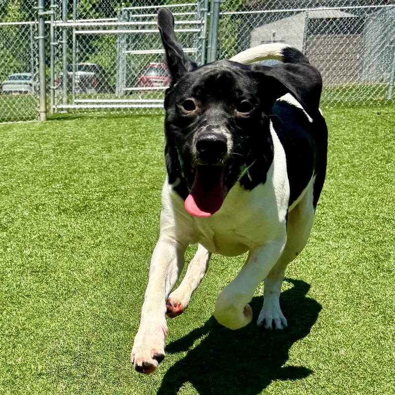 A baby medium-sized male Black Mixed Breed dog named Tdogg for adoption in Parkersburg, WV