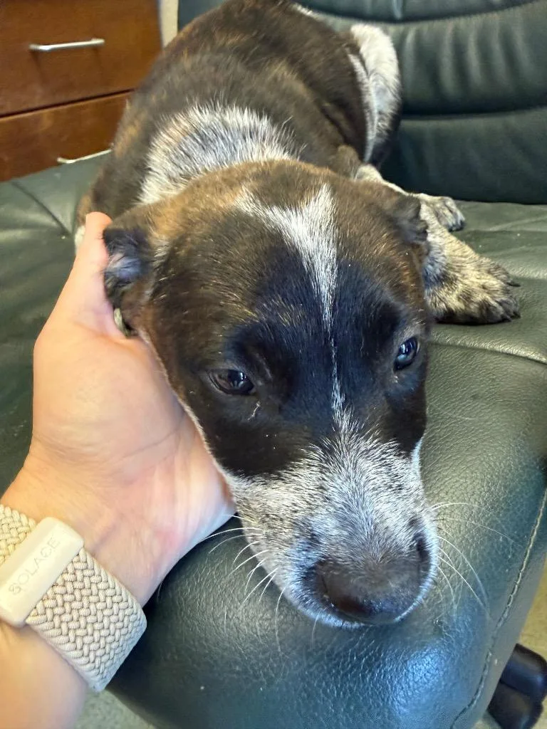 A baby small-sized female Mixed Breed dog named Leta for adoption in Gallatin, TN