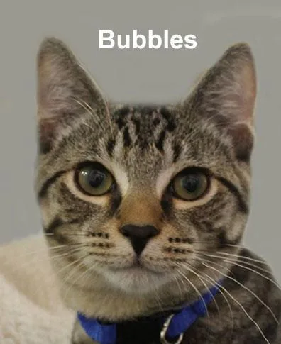 A baby medium-sized male Tabby (Brown / Chocolate) Domestic Short Hair cat named Bubbles Daria for adoption in Stowe, PA