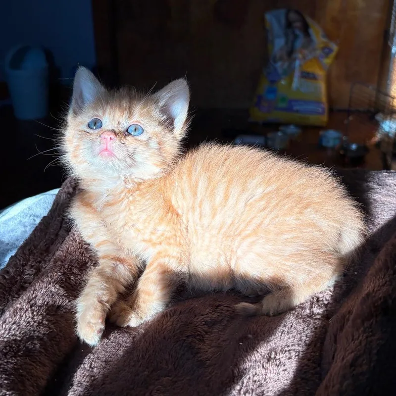 A baby small-sized male Orange / Red Domestic Short Hair cat named Hiro for adoption in Bristol, IN
