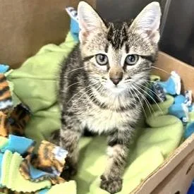 A baby small-sized female Brown / Chocolate Domestic Short Hair cat named Cupcake for adoption in Novelty, OH