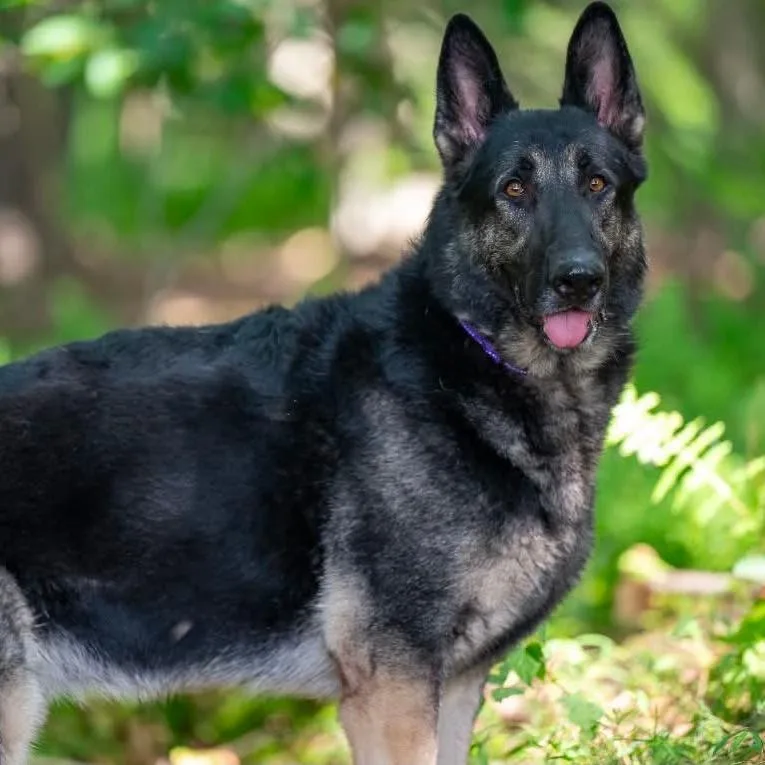 An adult large-sized male Black German Shepherd Dog dog named Loki for adoption in New Ringgold, PA