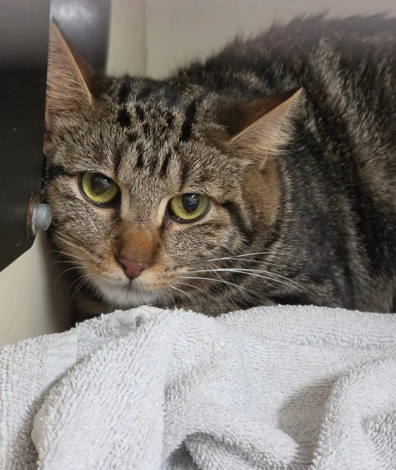 A young medium-sized female Domestic Short Hair cat named Mija for adoption in Bloomington, IN