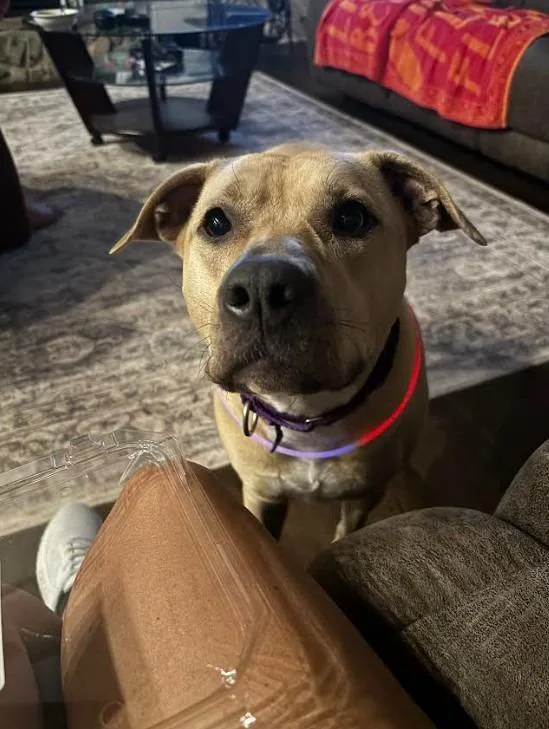 An adult large-sized female Mixed Breed dog named Kate for adoption in Ellijay, GA