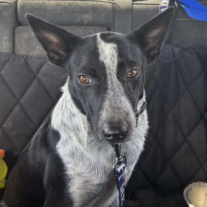 A young medium-sized female Black Cattle Dog dog named EmmyLou for adoption in Midland, TX