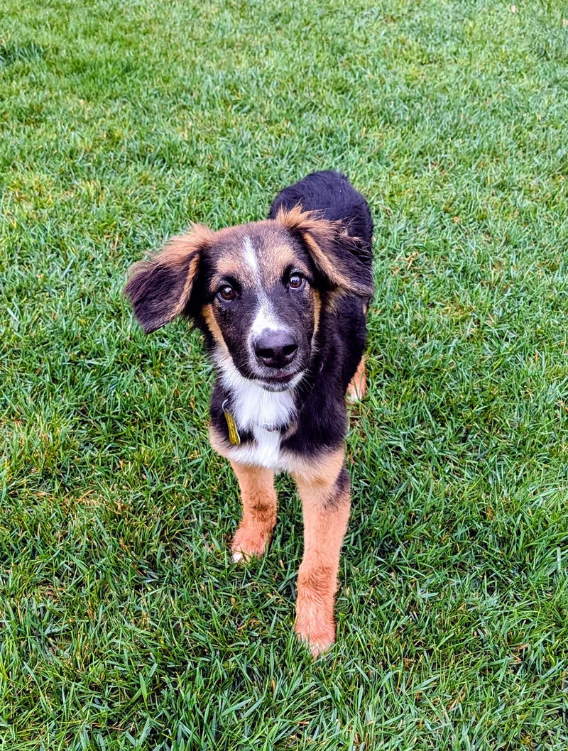 A young medium-sized female Collie dog named Avie Rose for adoption in Salt Lake City, UT