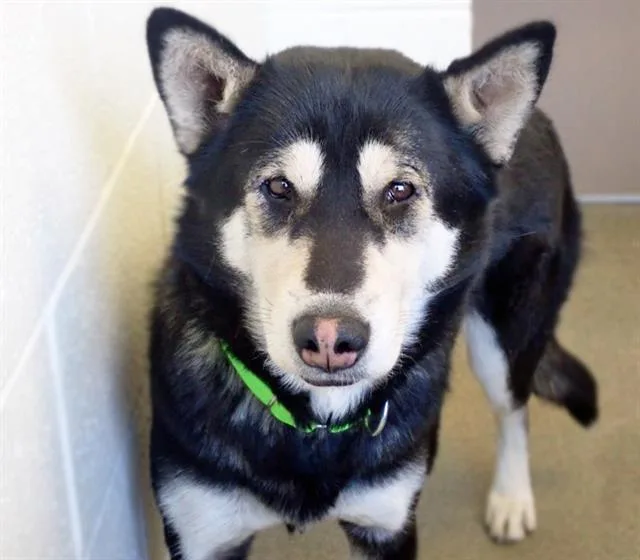 Maya