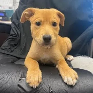 A baby small-sized female Yellow / Tan / Blond / Fawn Mixed Breed dog named Blossom for adoption in Jeffersonville, IN