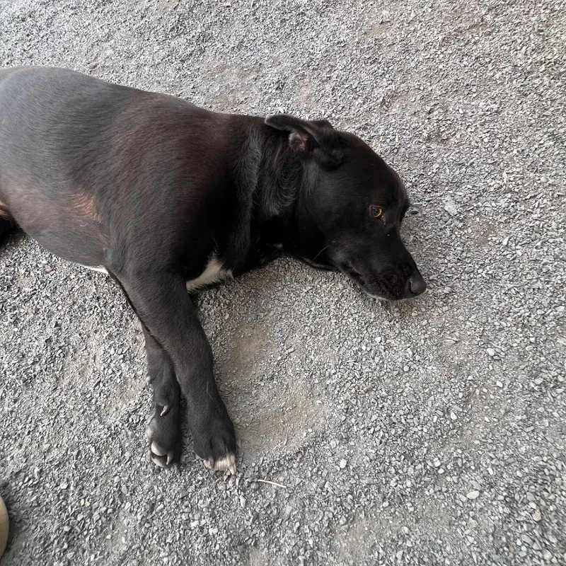 An adult medium-sized male Black Labrador Retriever dog named Ace for adoption in Quakertown, PA