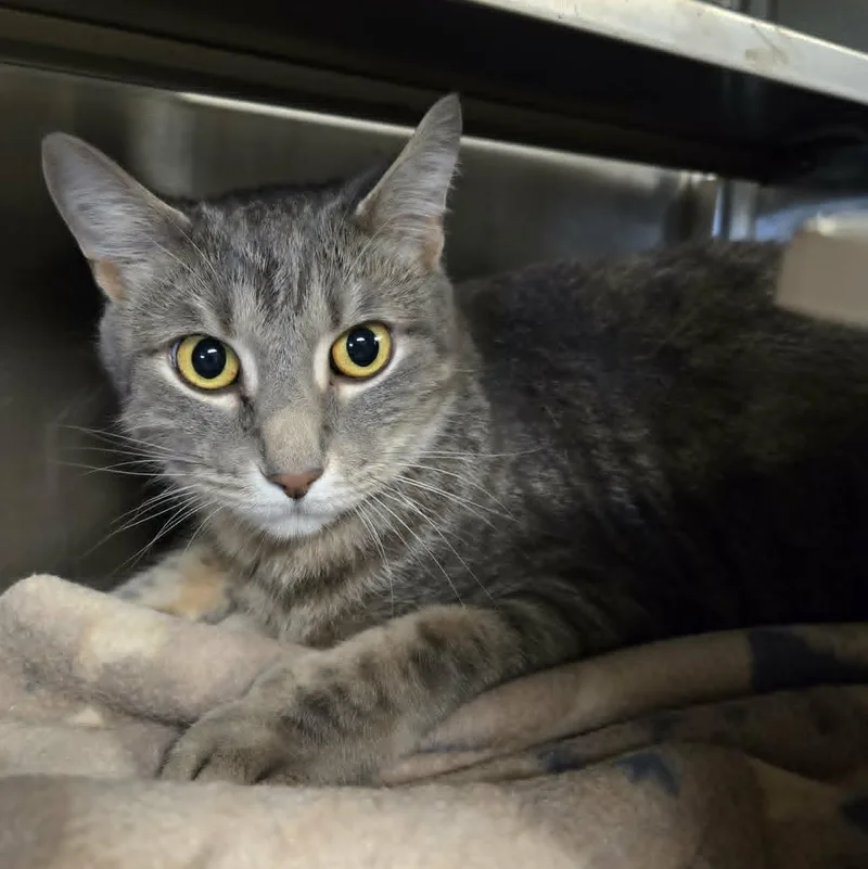 A young large-sized male Domestic Medium Hair cat named Floki and Bjorn for adoption in Watertown, WI