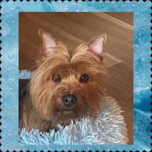 An adult small-sized male Silky Terrier dog named Buddy for adoption in Blacksburg, VA