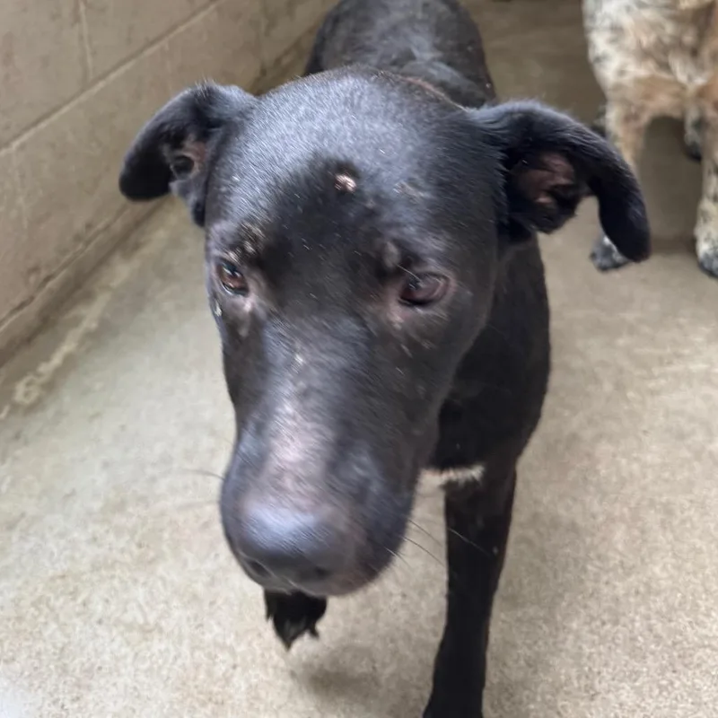 An adult medium-sized female Black Labrador Retriever dog named Annabelle for adoption in Madisonville, KY