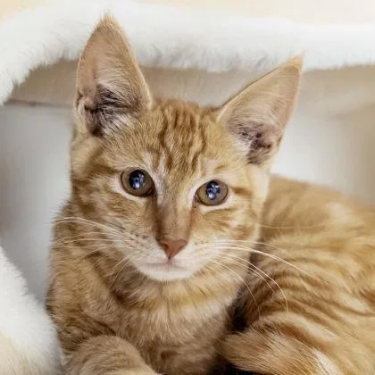 A baby small-sized male Domestic Short Hair cat named Lincoln for adoption in Camano Island, WA