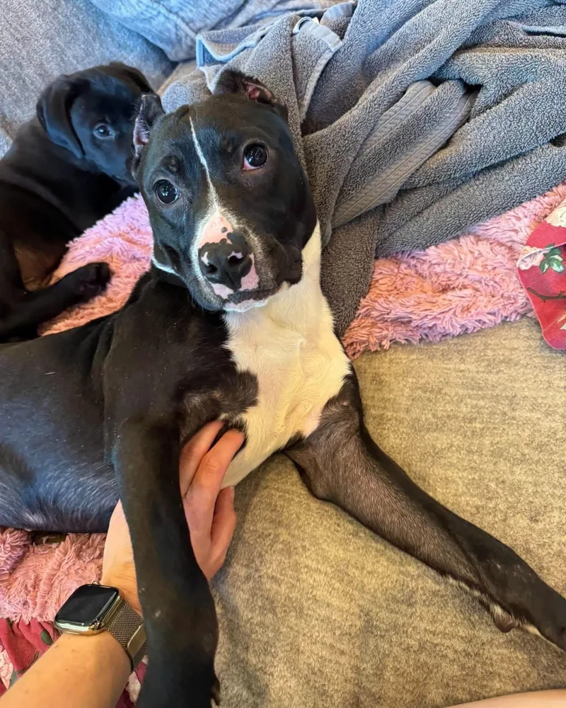 A young medium-sized female American Bully dog named Roxy for adoption in Alexander, AR