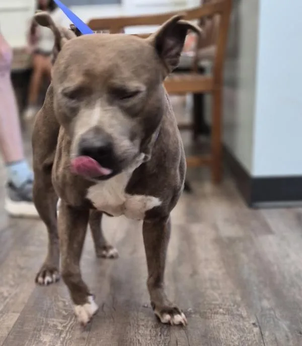 An adult medium-sized male Pit Bull Terrier dog named Pen  Macho for adoption in Lawrenceville, GA