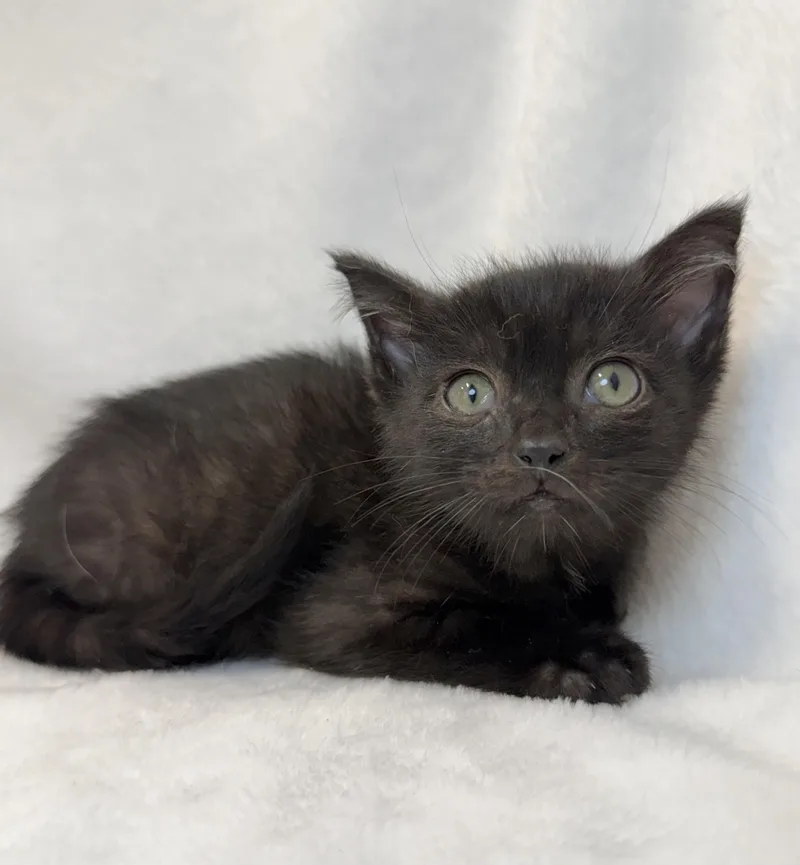 A baby medium-sized male Black Domestic Short Hair cat named Tom Sawyer for adoption in Greensboro, NC