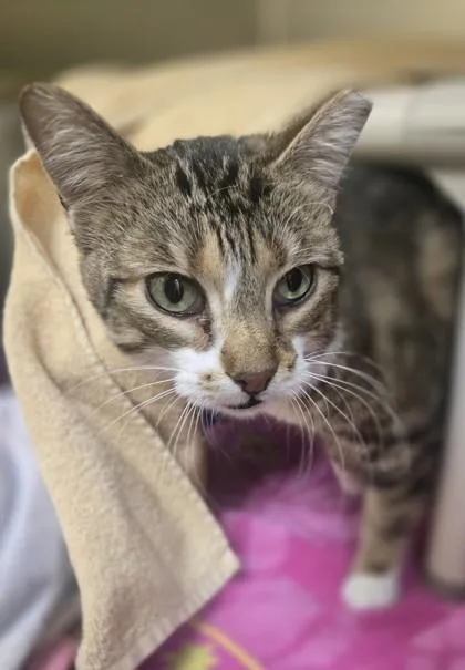 An adult medium-sized female Domestic Short Hair cat named Baily for adoption in Westland, MI