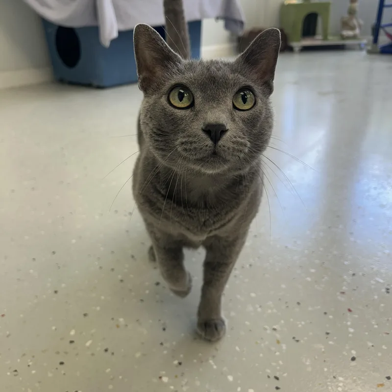 An adult medium-sized female Gray / Blue / Silver Domestic Short Hair cat named Cupcake for adoption in Lansing, MI