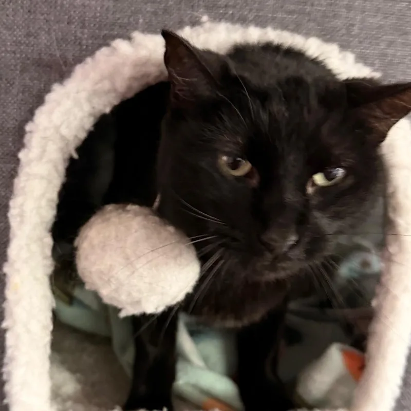 An adult small-sized female Black Domestic Short Hair cat named Claim Jumper Josephine for adoption in Boerne, TX