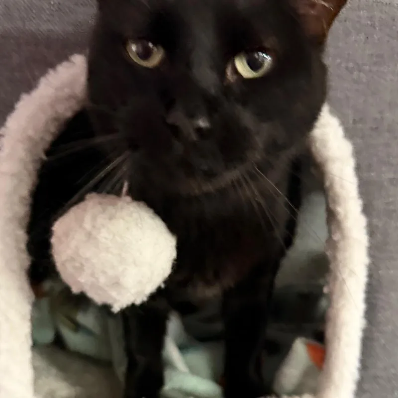 Claim Jumper Josephine thumbnail 2