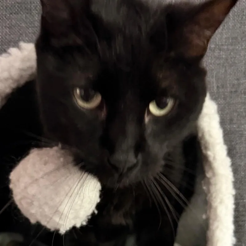 Claim Jumper Josephine thumbnail 3