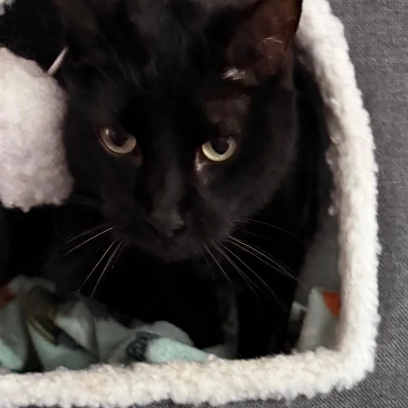 Claim Jumper Josephine thumbnail 4