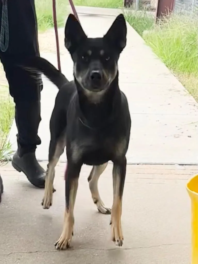 A young large-sized male Mixed Breed dog named Rocco for adoption in Jonesboro, AR