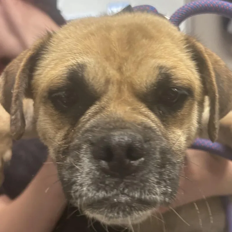 An adult small-sized female Brown / Chocolate Mixed Breed dog named Trudy for adoption in Yuma, AZ