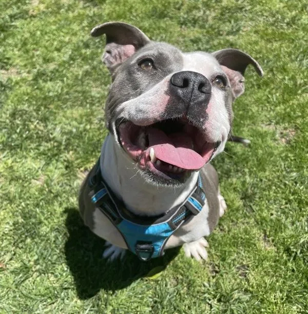 An adult large-sized male Pit Bull Terrier dog named Rodney for adoption in Oakland, CA
