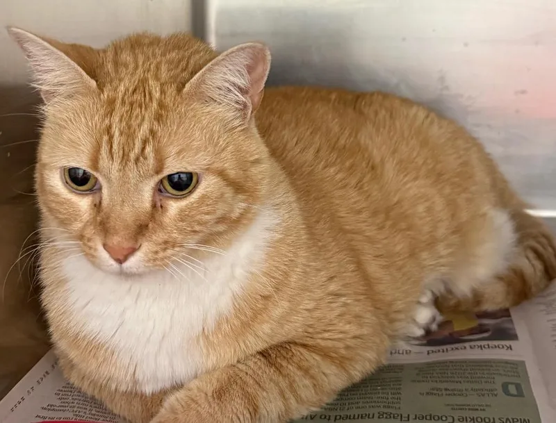 A young large-sized male Domestic Medium Hair cat named Cow Walker for adoption in Belton, TX
