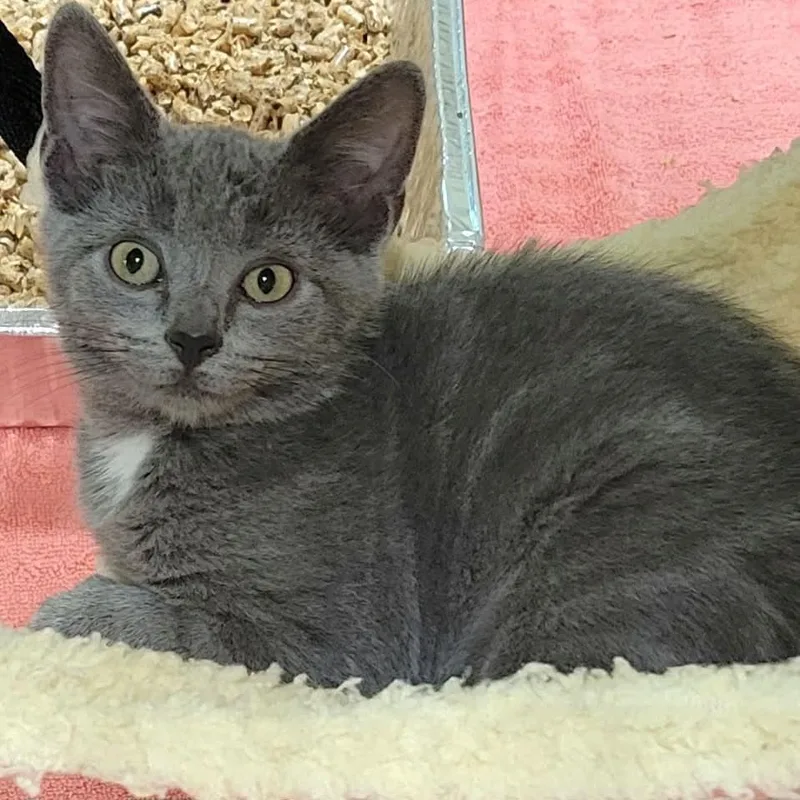 A baby small-sized female Gray / Blue / Silver Domestic Short Hair cat named TiTi for adoption in Pennsville, NJ