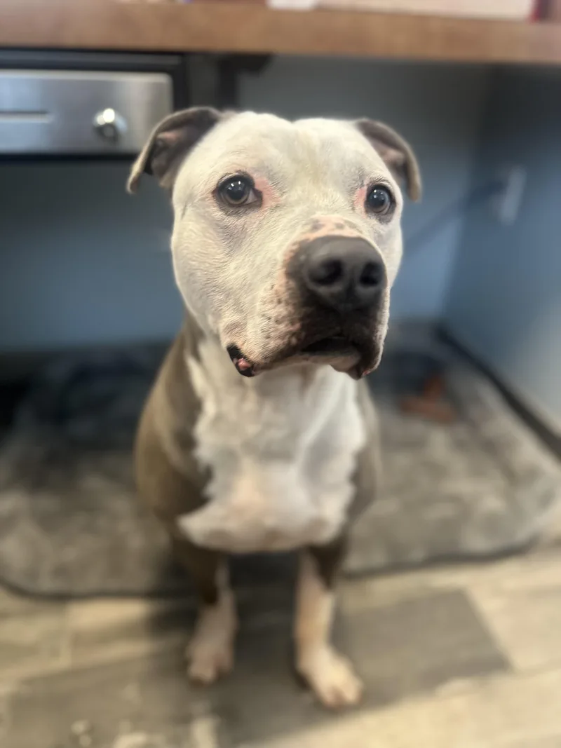 An adult medium-sized male Gray / Blue / Silver Pit Bull Terrier dog named Rocky for adoption in Stafford, VA