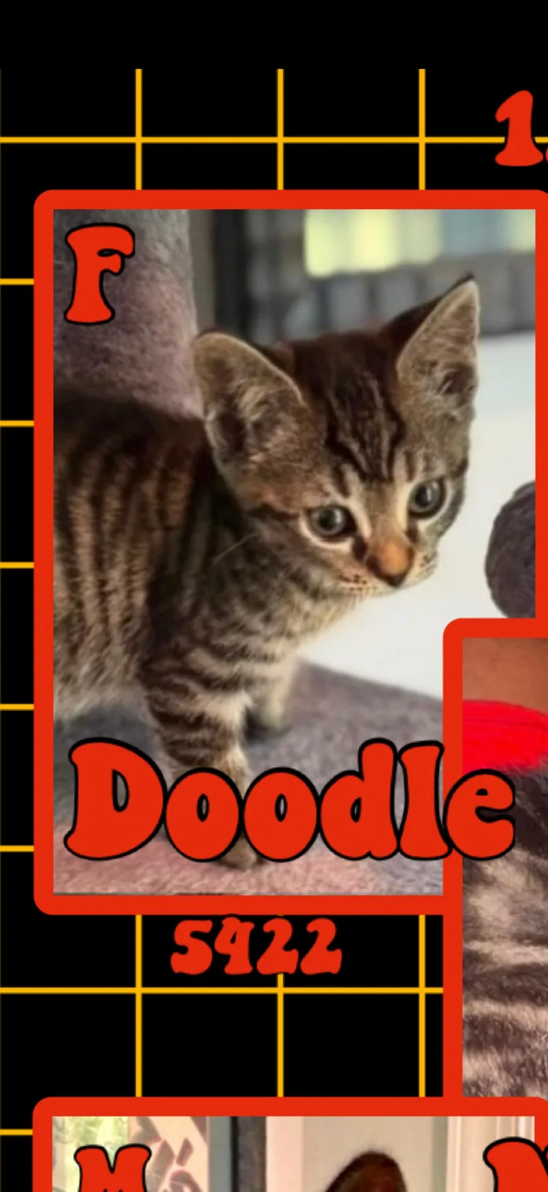 A young medium-sized female Tabby (Brown / Chocolate) American Shorthair cat named Doodle for adoption in Marvin, NC