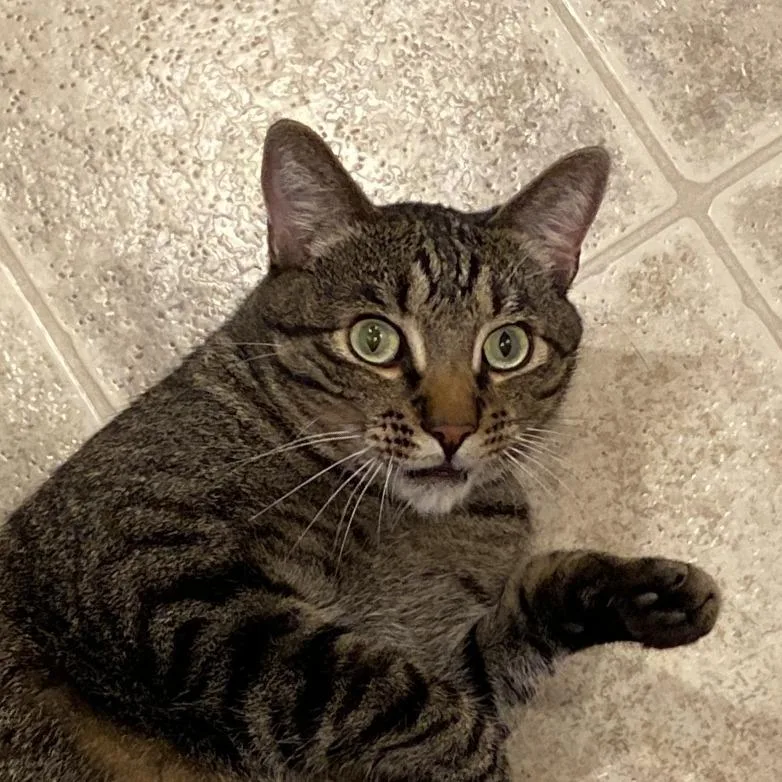 A senior extra large-sized male Buff / Tan / Fawn Domestic Short Hair cat named Cj for adoption in Reno, NV